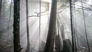 Sun, trees, and fog on the S2SG Evac Route